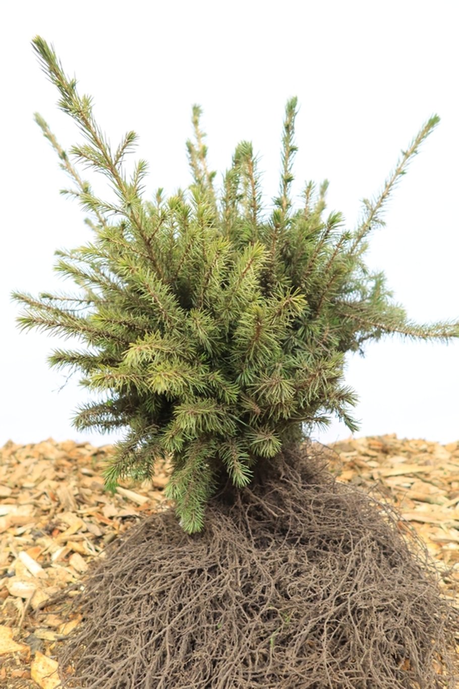Picea omorika - 25-40 CM bare root 2/1